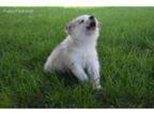 Medium Photo #1 Alaskan Malamute Puppy For Sale in Bethel, PA, USA