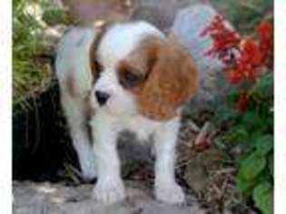 Cavalier King Charles Spaniel Puppy for sale in Brighton, IL, USA