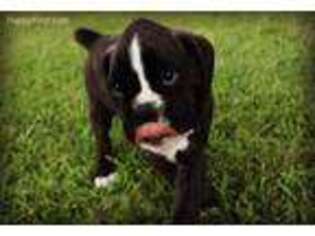 Boxer Puppy for sale in Liberal, MO, USA