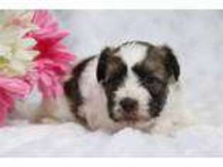 Havanese Puppy for sale in Mansfield, OH, USA