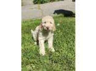 Goldendoodle Puppy for sale in Seymour, CT, USA