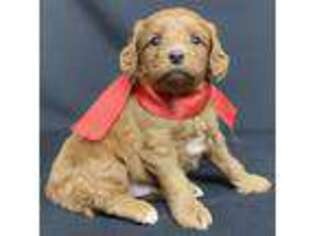 Goldendoodle Puppy for sale in Craigville, IN, USA
