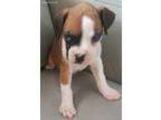 Boxer Puppy for sale in Salem, NH, USA