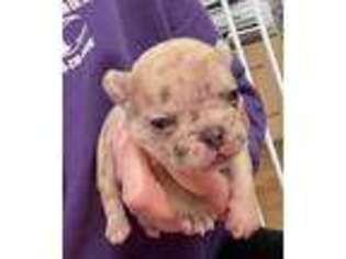 French Bulldog Puppy for sale in Saint George, KS, USA