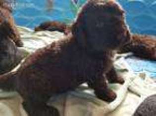 Newfoundland Puppy for sale in Bushnell, FL, USA