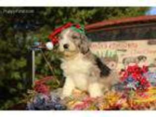 Mutt Puppy for sale in Marion, VA, USA