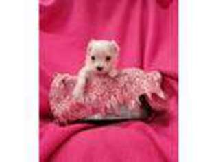 Maltese Puppy for sale in Kit Carson, CO, USA