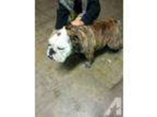Bulldog Puppy for sale in OXNARD, CA, USA