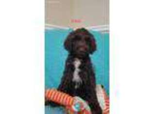 Goldendoodle Puppy for sale in Hartsville, SC, USA