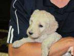 Goldendoodle Puppy for sale in RICHLAND, MI, USA