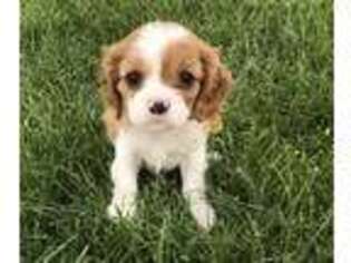 Cavalier King Charles Spaniel Puppy for sale in Blanding, UT, USA