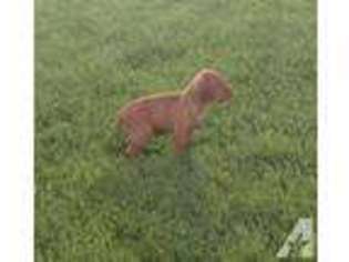 Vizsla Puppy for sale in MELROSE, MN, USA