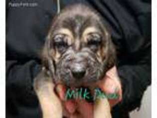 Bloodhound Puppy for sale in San Diego, CA, USA