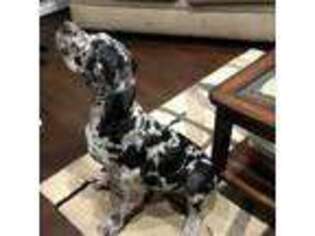 Great Dane Puppy for sale in Lilburn, GA, USA
