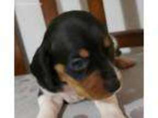 Dachshund Puppy for sale in Sherman, TX, USA