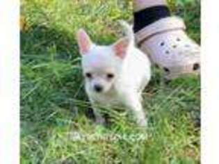 Chihuahua Puppy for sale in Powhatan, VA, USA