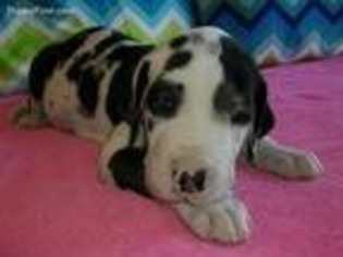 Great Dane Puppy for sale in Rice, TX, USA