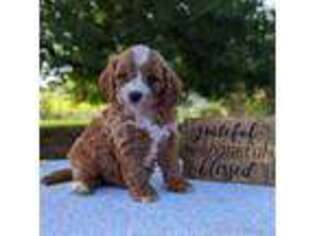 Cavapoo Puppy for sale in Dickson, TN, USA