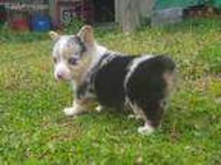 Pembroke Welsh Corgi Puppy for sale in Ringgold, VA, USA
