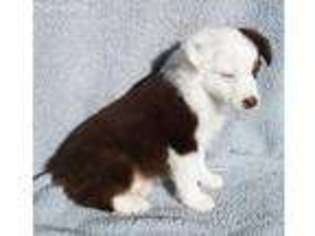 Miniature Australian Shepherd Puppy for sale in Hatley, WI, USA