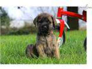 Mastiff Puppy for sale in Cleveland, OH, USA