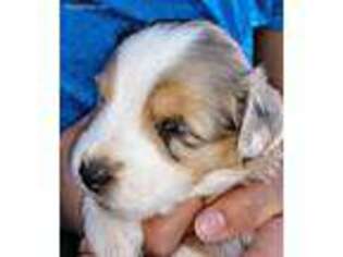 Miniature Australian Shepherd Puppy for sale in Thatcher, AZ, USA