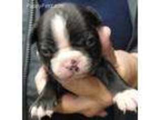 Boston Terrier Puppy for sale in Terrebonne, OR, USA