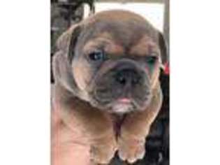 Mutt Puppy for sale in Ocean Gate, NJ, USA