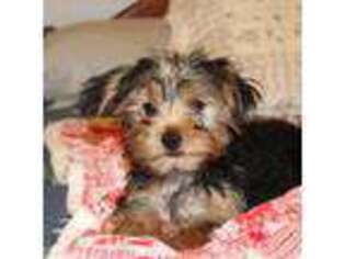 Yorkshire Terrier Puppy for sale in Gilbert, SC, USA