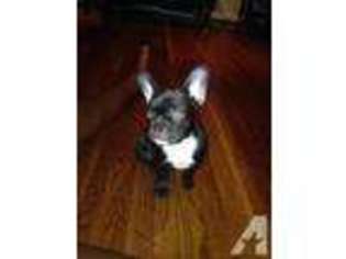 French Bulldog Puppy for sale in CORTLANDT MANOR, NY, USA