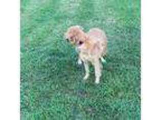 Golden Retriever Puppy for sale in Jefferson City, MO, USA