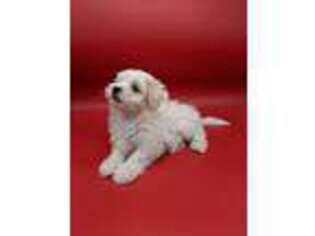 Mal-Shi Puppy for sale in Mount Airy, NC, USA