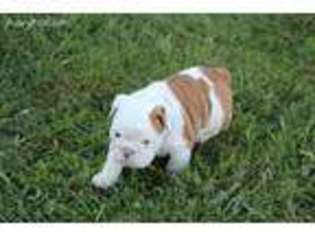 Bulldog Puppy for sale in Mulberry, KS, USA