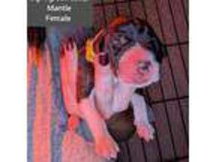Great Dane Puppy for sale in Cassatt, SC, USA
