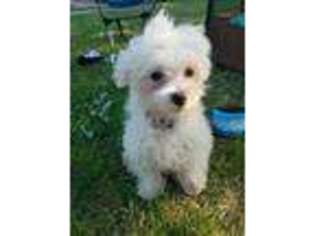 Maltese Puppy for sale in Saint Paul, MN, USA