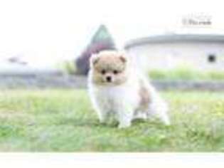 Pomeranian Puppy for sale in Fort Wayne, IN, USA