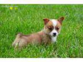 Pembroke Welsh Corgi Puppy for sale in Windsor, MO, USA