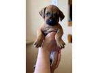 Rhodesian Ridgeback Puppy for sale in Oak Glen, CA, USA