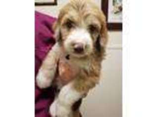 Mutt Puppy for sale in Celina, TX, USA