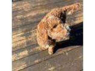 Labradoodle Puppy for sale in Aurora, CO, USA
