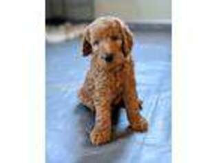 Goldendoodle Puppy for sale in Toquerville, UT, USA