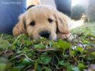 Golden Retriever Puppy for sale in Awendaw, SC, USA