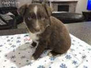 Australian Shepherd Puppy for sale in Osgood, IN, USA