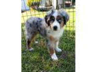 Miniature Australian Shepherd Puppy for sale in North Hollywood, CA, USA