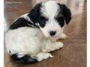 Cavachon Puppy for sale in Britton, SD, USA