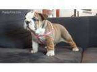 Bulldog Puppy for sale in Mount Prospect, IL, USA