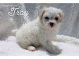 Cavachon Puppy for sale in Glade Hill, VA, USA