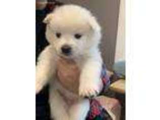American Eskimo Dog Puppy for sale in Mahopac, NY, USA
