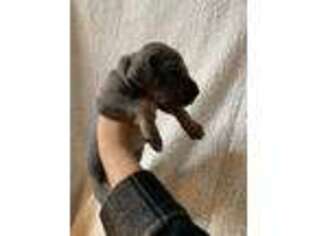 Great Dane Puppy for sale in Licking, MO, USA