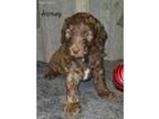 Labradoodle Puppy for sale in Wellman, IA, USA